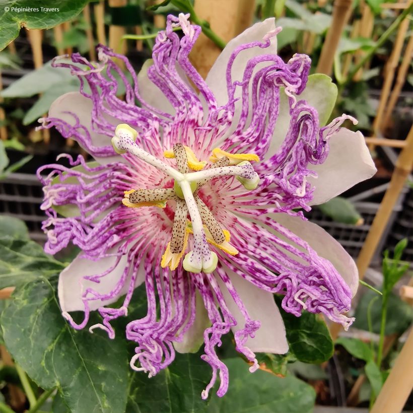 Passiflora Eia popeia - Passiebloem (Flowering)
