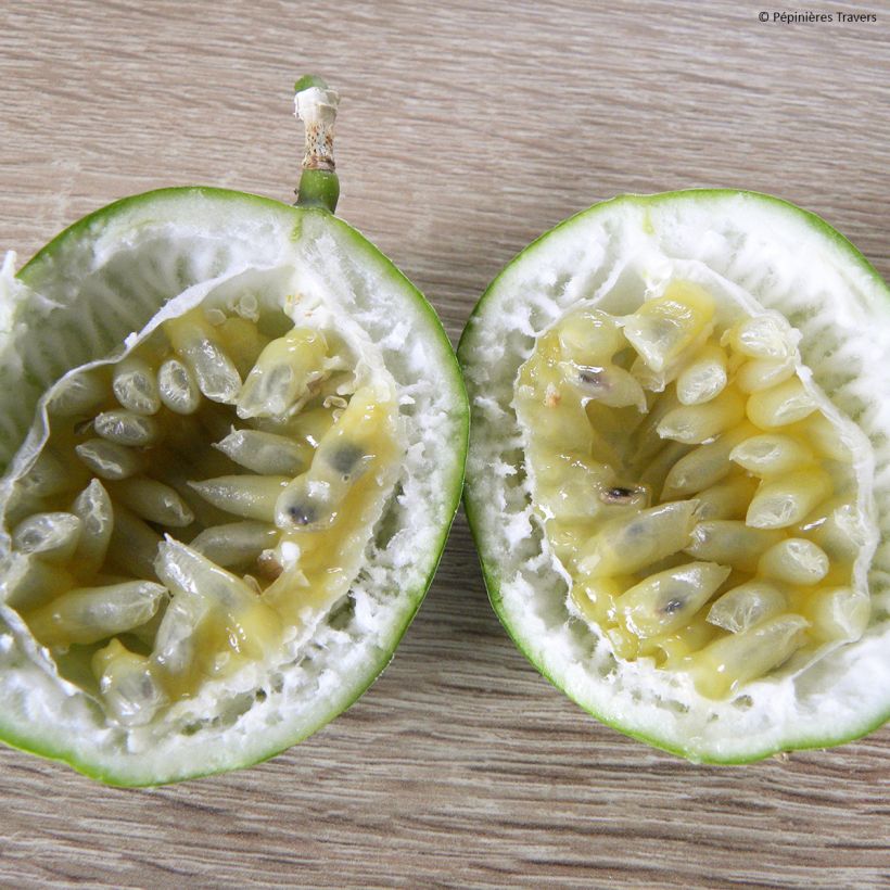 Passiflora Eia popeia - Passiebloem (Harvest)