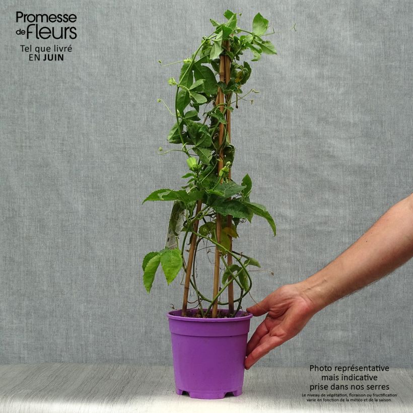 Exemplaar van Passiflora Essenza - Passiebloem Pot van 2 l/3 l zoals geleverd in de zomer