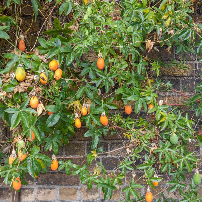 Passiflora caerulea Clear Sky - Blauwe passiebloem (Plant habit)