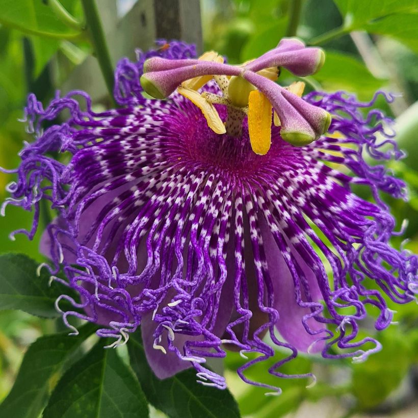 Passiflora Incense - Passiebloem (Bloei)