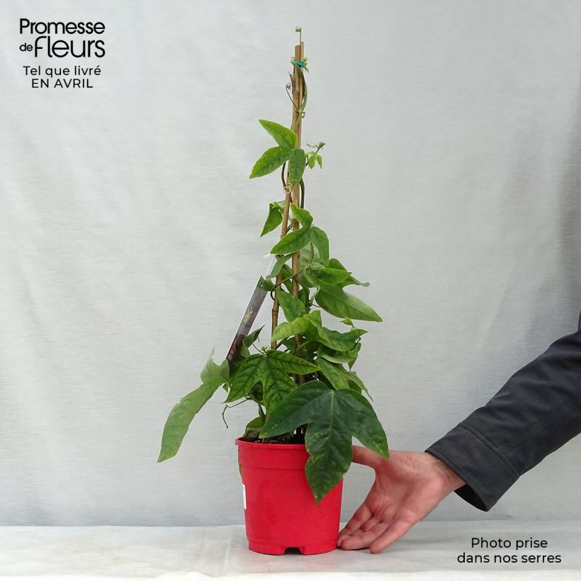 Exemplaar van Passiflora Marijke - Passiebloem Pot van 2 l/3 l zoals geleverd in de lente