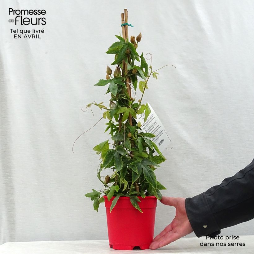 Exemplaar van Passiflora Michael - Passiebloem Pot van 2 l/3 l zoals geleverd in de lente