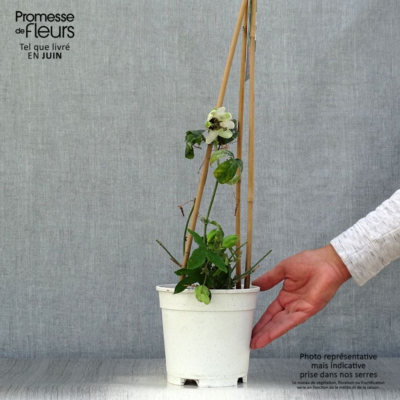 Exemplaar van Passiflora Panda - Passiebloem Pot van 2 l/3 l zoals geleverd in de zomer