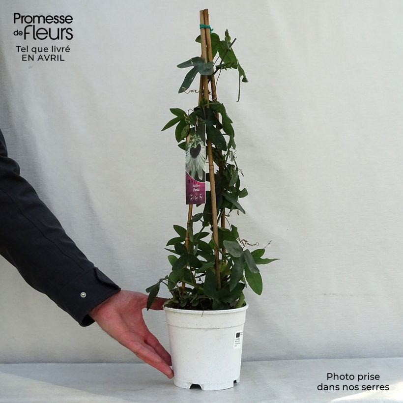 Exemplaar van Passiflora Panda - Passiebloem Pot van 2 l/3 l zoals geleverd in de lente