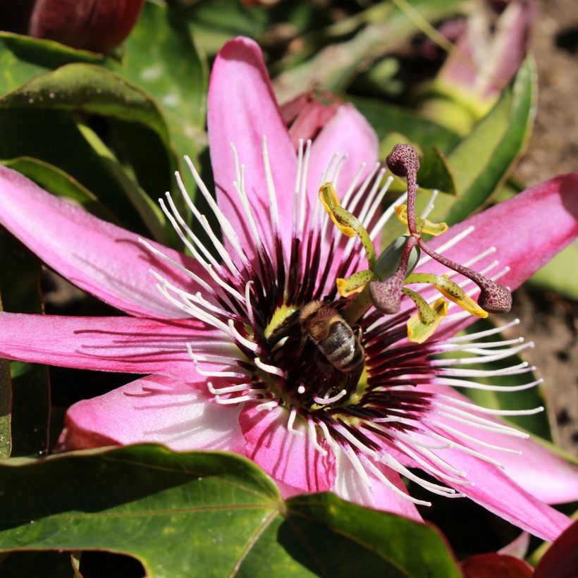 Passiflora Eden - Passiebloem (Bloei)