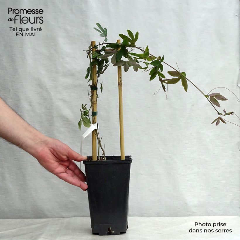 Exemplaar van Passiflora Purple Passion - Passiebloem Pot van 2 l/3 l zoals geleverd in de lente