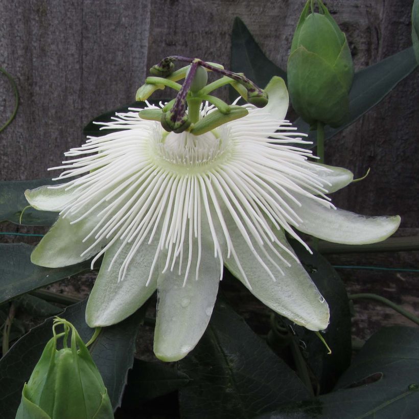 Passiflora Snow Queen - Passiebloem (Flowering)