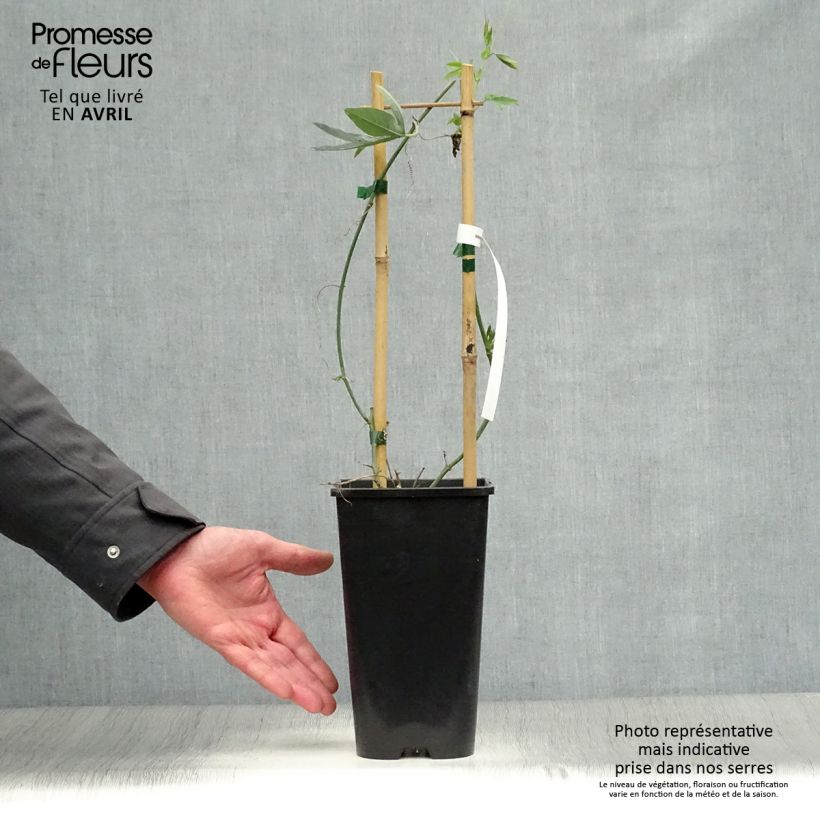 Exemplaar van Passiflora Snow Queen - Passiebloem Pot van 2 l/3 l zoals geleverd in de lente