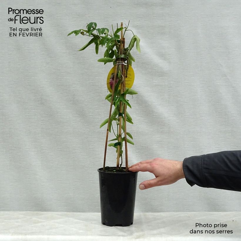 Example of Passiflora Victoria - Passiebloem Pot van 2 l/3 l as you get in hiver