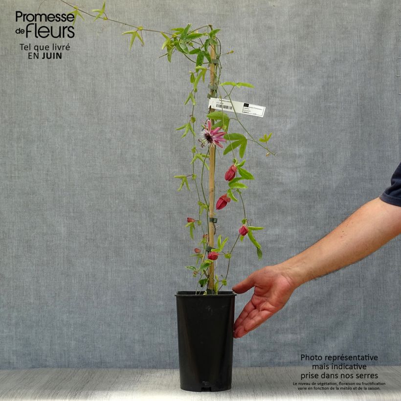 Exemplaar van Passiflora Victoria - Passiebloem Pot van 2 l/3 l zoals geleverd in de zomer