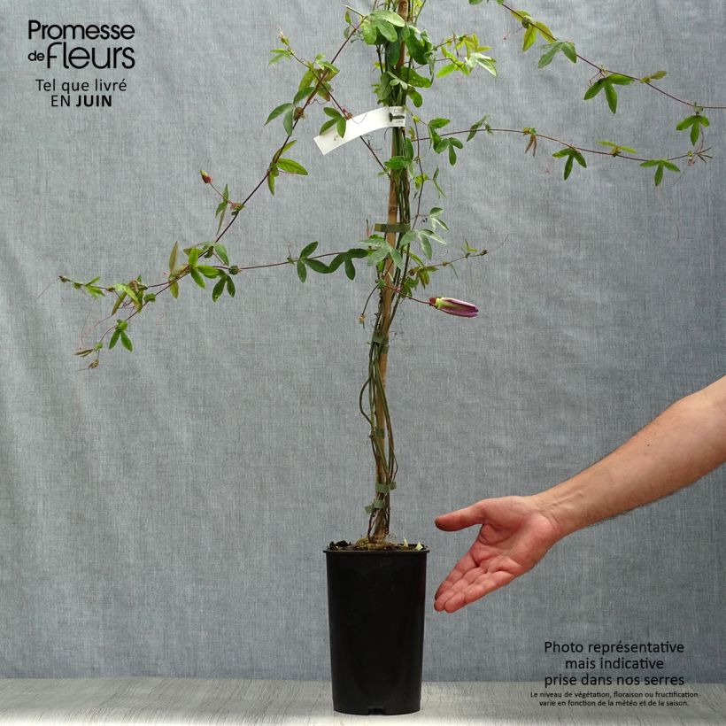 Exemplaar van Passiflora Violacea - Passiebloem Pot van 2 l/3 l zoals geleverd in de zomer