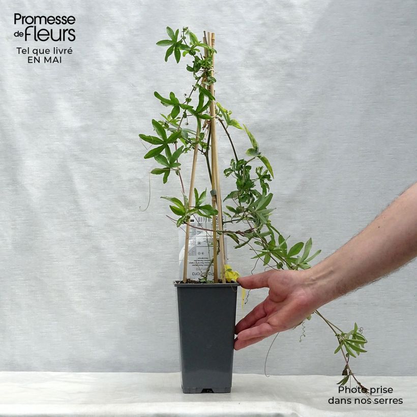 Exemplaar van Passiflora caerulea - Blauwe passiebloem Pot van 2 l/3 l zoals geleverd in de lente