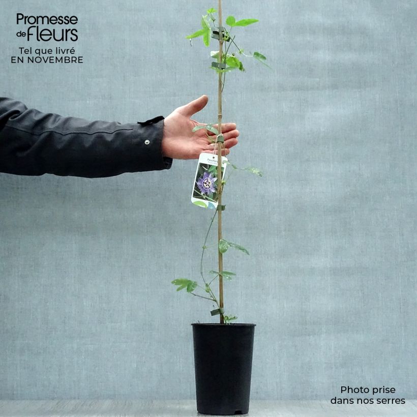 Exemplaar van Passiflora caerulea Purple Haze - Blauwe passiebloem Pot van 2 l/3 l zoals geleverd in de herfst