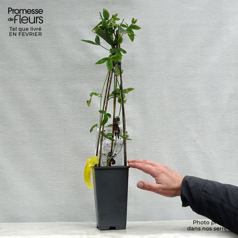 Example of Passiflore caerulea Purple Haze - Fleur de la Passion Pot van 2 l/3 l as you get in hiver