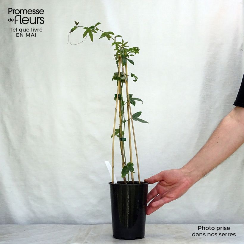 Exemplaar van Passiflora caerulea Purple Haze - Blauwe passiebloem Pot van 2 l/3 l zoals geleverd in de lente