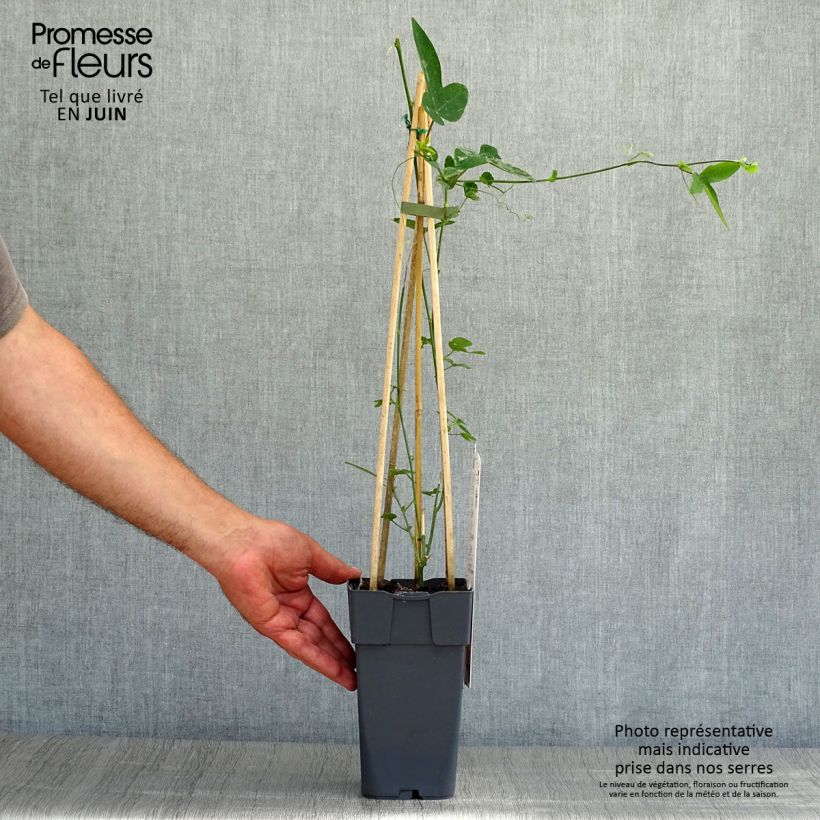 Exemplaar van Passiflora caerulea Purple Haze - Blauwe passiebloem Pot van 2 l/3 l zoals geleverd in de zomer