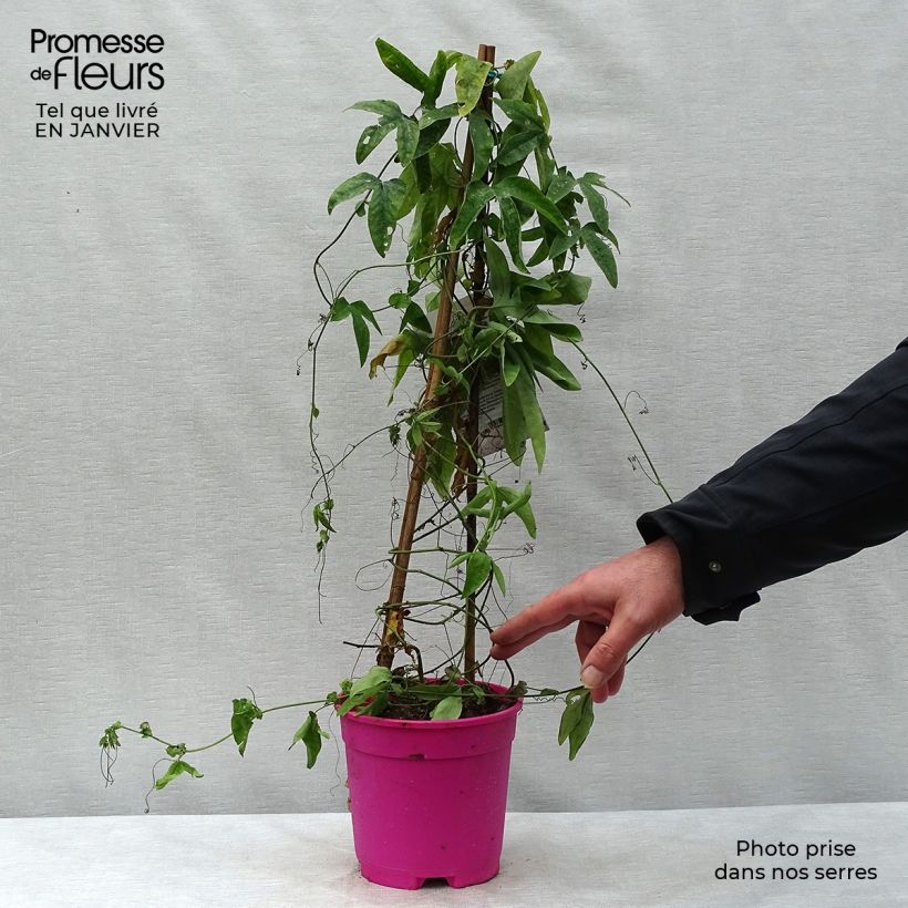 Example of Passiflore caerulea x racemosa - Fleur de la Passion Pot van 2 l/3 l as you get in hiver