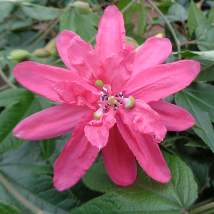 Passiflora Pink Passion - Passiebloem (Bloei)