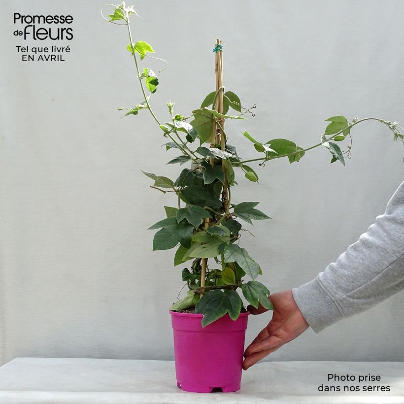 Exemplaar van Passiflora Pink Passion - Passiebloem Pot van 2 l/3 l zoals geleverd in de lente