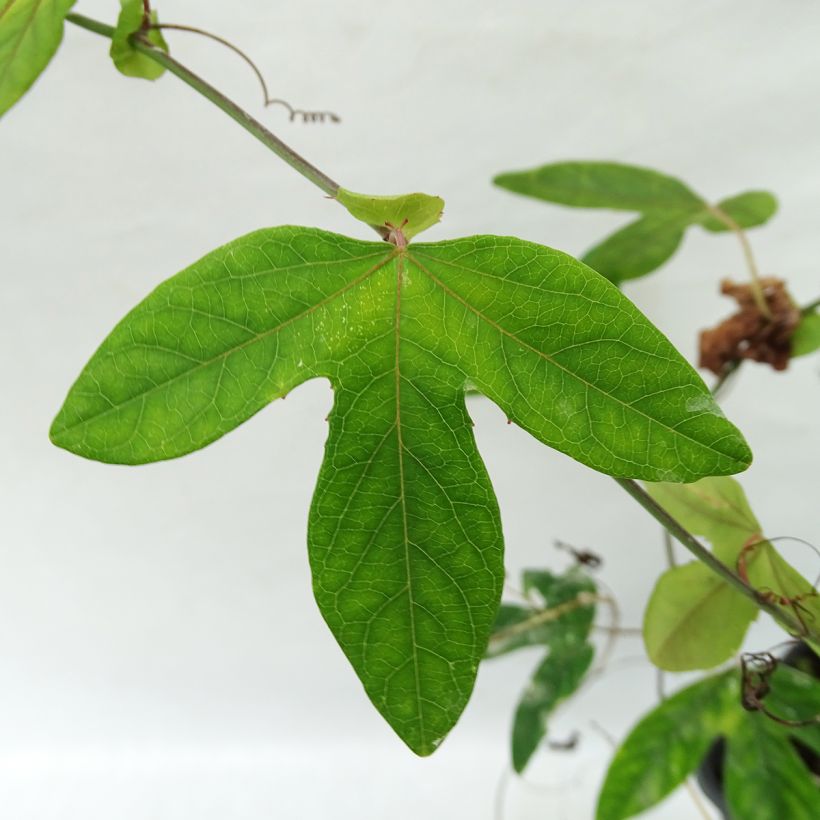 Passiflora Lavender Lady - Passiebloem (Foliage)