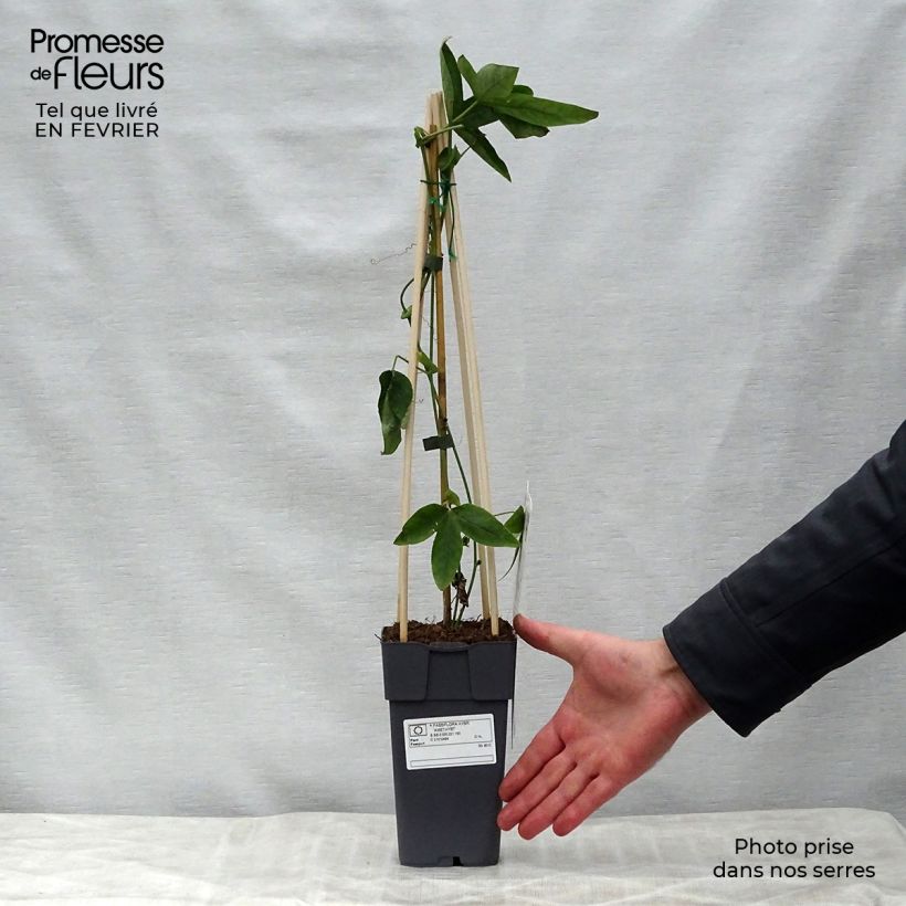 Example of Passiflore x Lavender Lady - Fleur de la Passion Pot van 2 l/3 l as you get in hiver