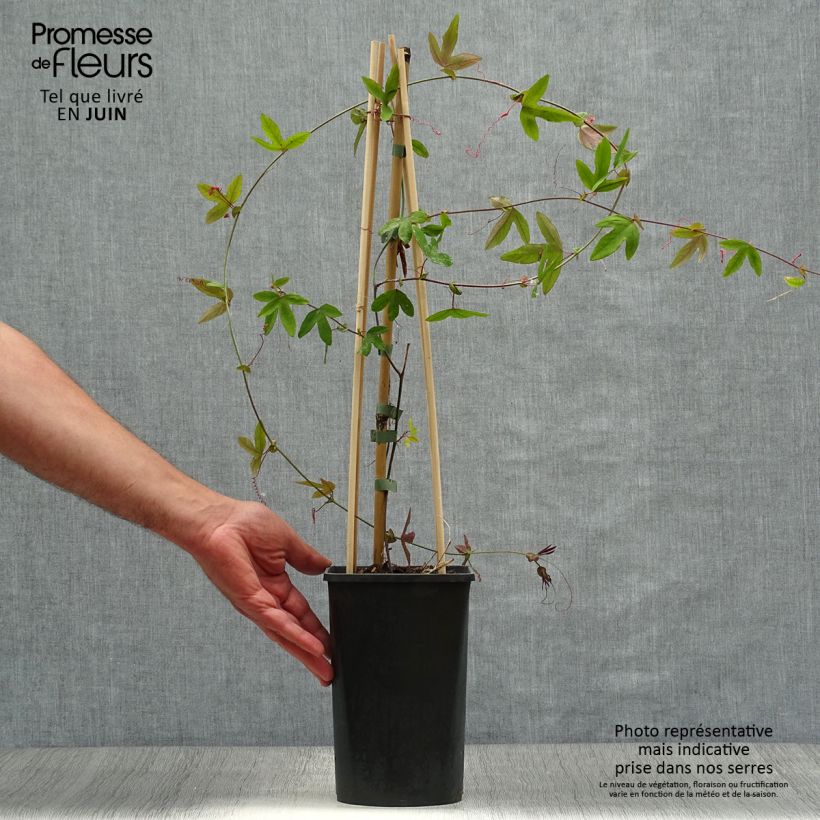 Exemplaar van Passiflora Lavender Lady - Passiebloem Pot van 2 l/3 l zoals geleverd in de zomer