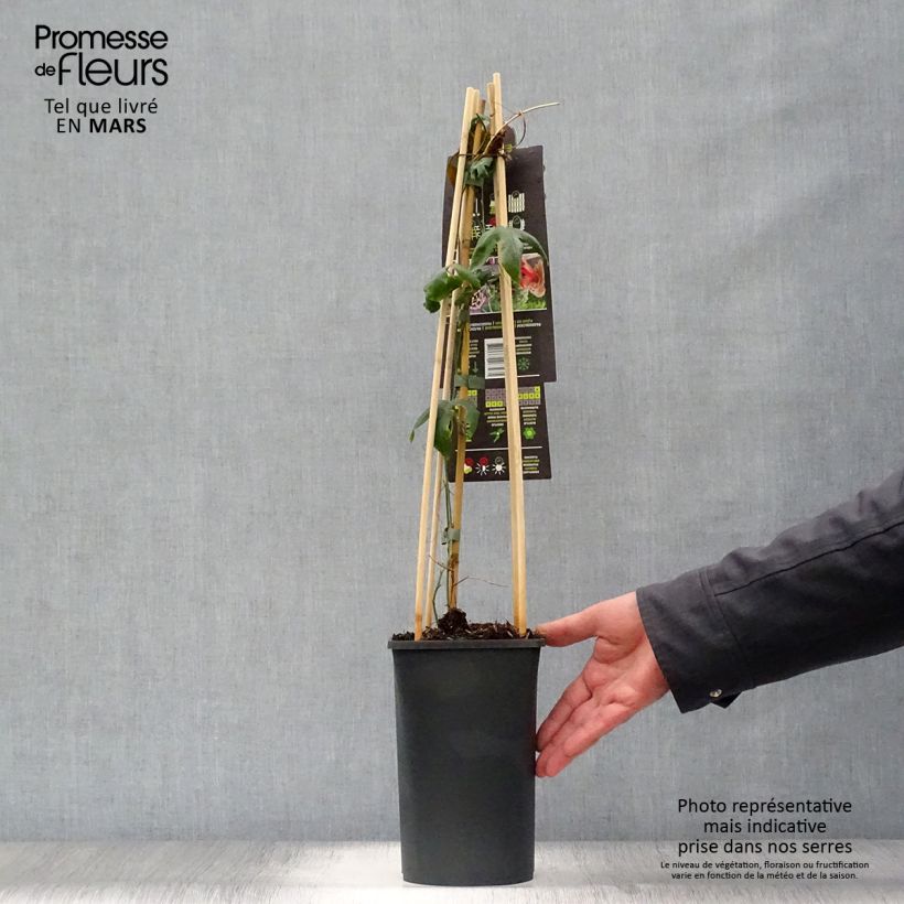 Exemplaar van Passiflora Lavender Lady - Passiebloem Pot van 2 l/3 l zoals geleverd in de lente