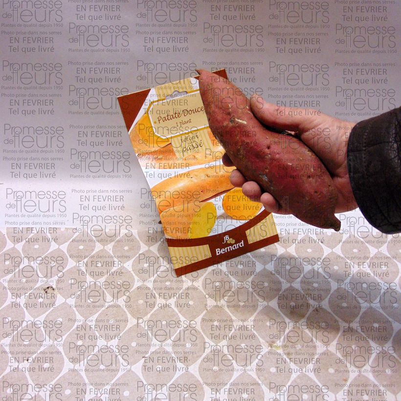 Voorbeeld van een exemplaar van Zoete aardappel (1 knol) Stuk zoals geleverd