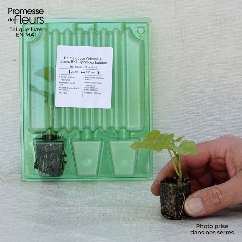 Exemplaar van Zoete aardappel Orléans BIO (jonge planten) Mini-mot Ø 3/4 cm zoals geleverd in de lente