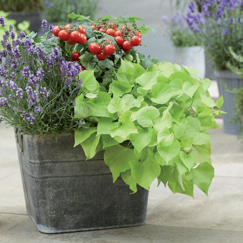 Zoete aardappel Paradise Makatea (jonge planten in perspotjes) (Groeiplaats)