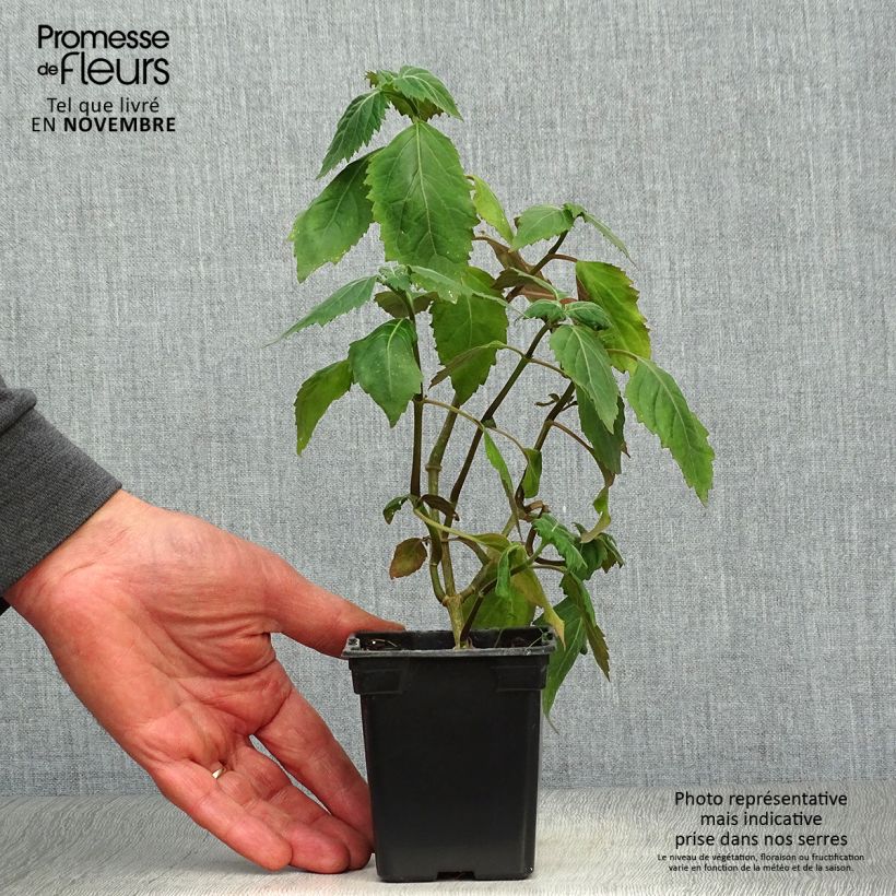 Exemplaar van Patchoeli - Pogostemon cablin Kweekpotje van 8/9 cm zoals geleverd in de herfst