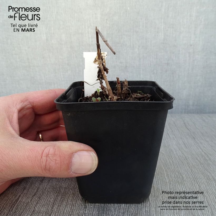 Example of Patrinia gibbosa - Goudvaleriaan Kweekpotje van 8/9 cm as you get in hiver