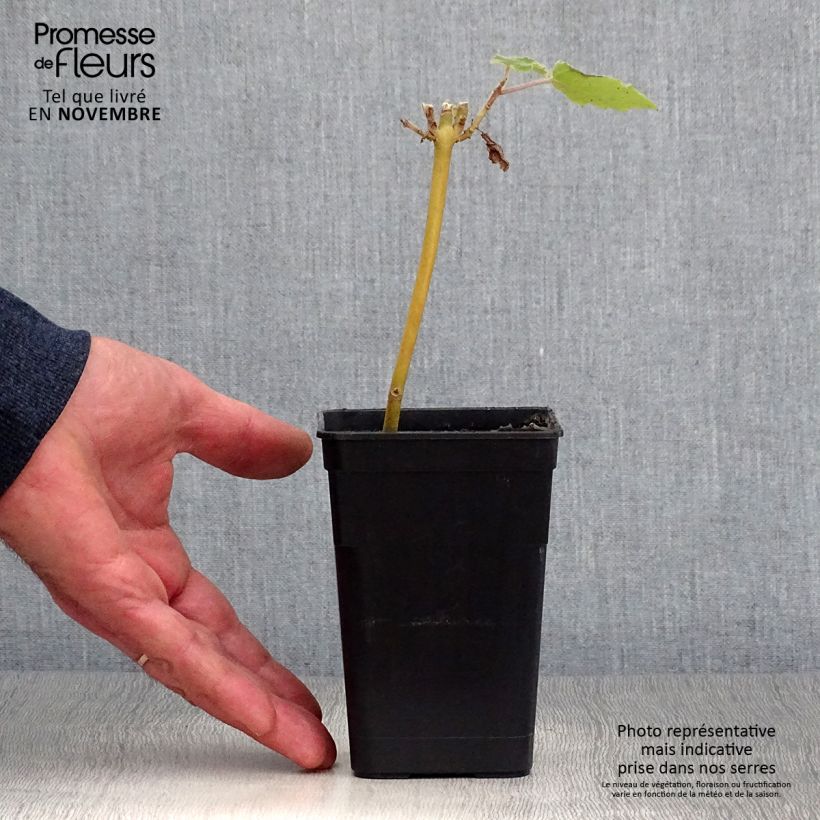 Exemplaar van Paulownia fortunei April Light - Arbre du dragon Pot de 1L/1,5L zoals geleverd in de herfst