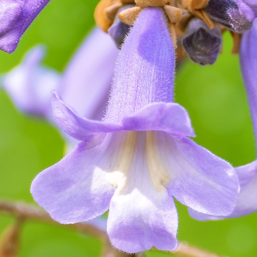 Paulownia fortunei April Light - Anna Paulownaboom (Flowering)