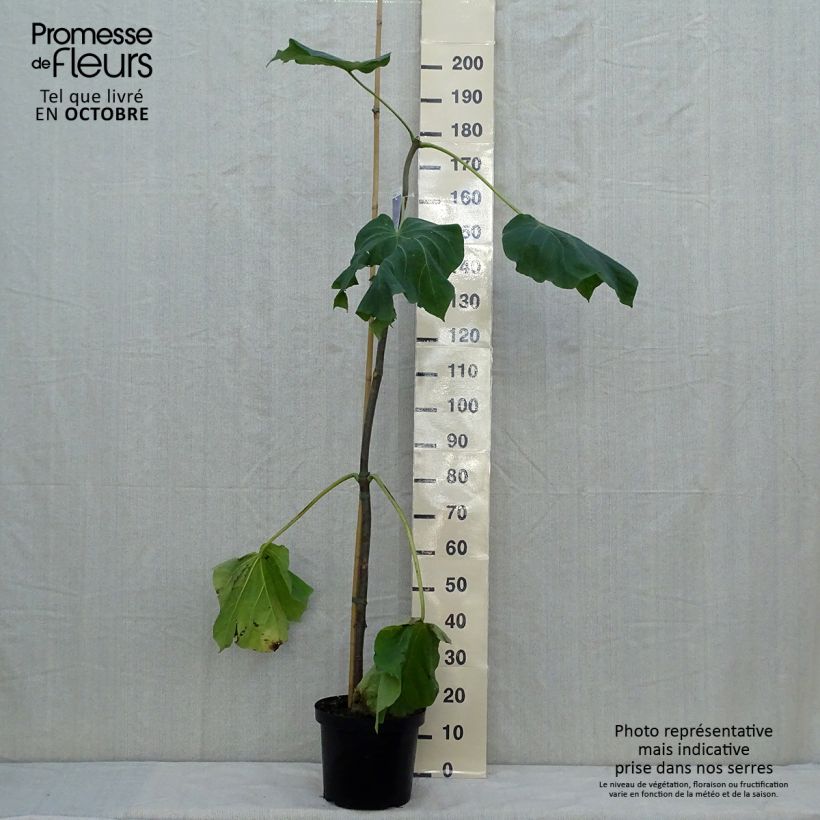 Exemplaar van Paulownia fortunei Fast Blue - Anna Paulownaboom Pot van 7,5 l/10 l zoals geleverd in de herfst