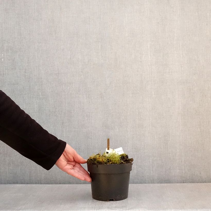 Exemplaar van Paulownia tomentosa - Anna Paulownaboom Pot van 2 l/3 l zoals geleverd in de lente