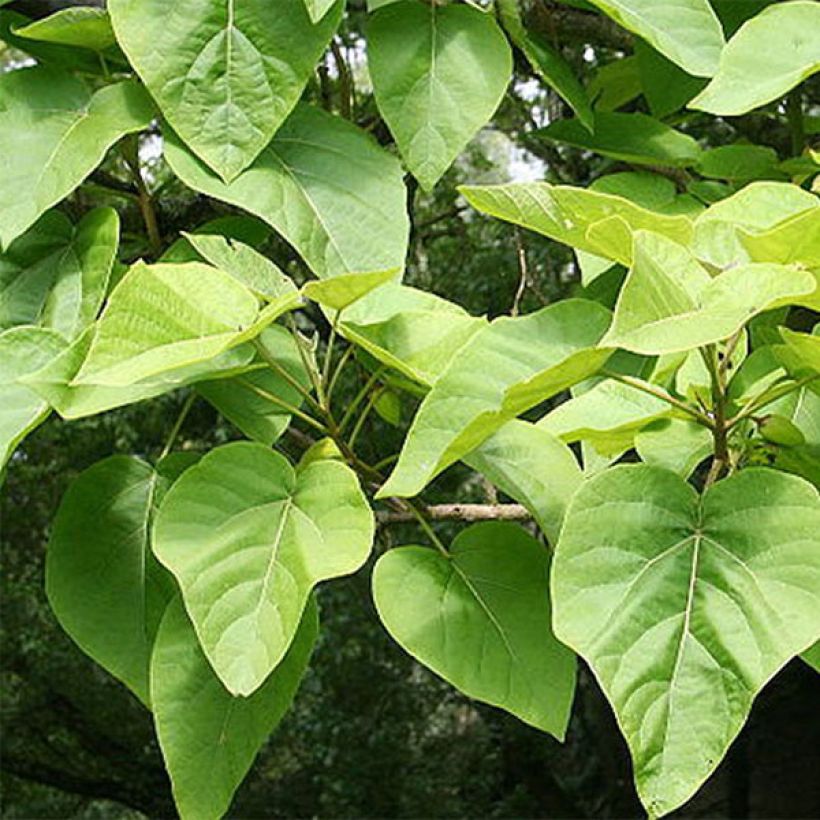 Paulownia tomentosa - Anna Paulownaboom (Foliage)