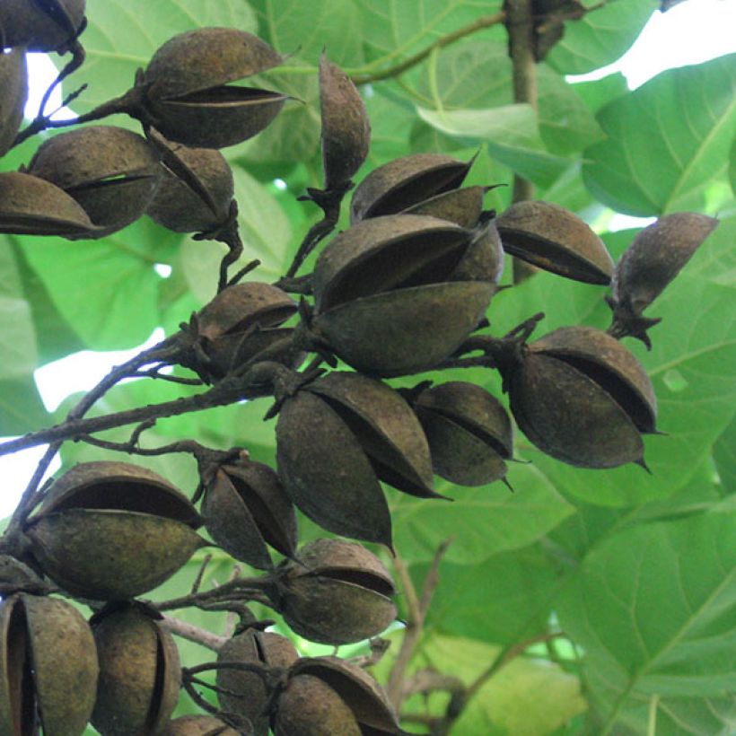 Paulownia tomentosa - Anna Paulownaboom (Harvest)