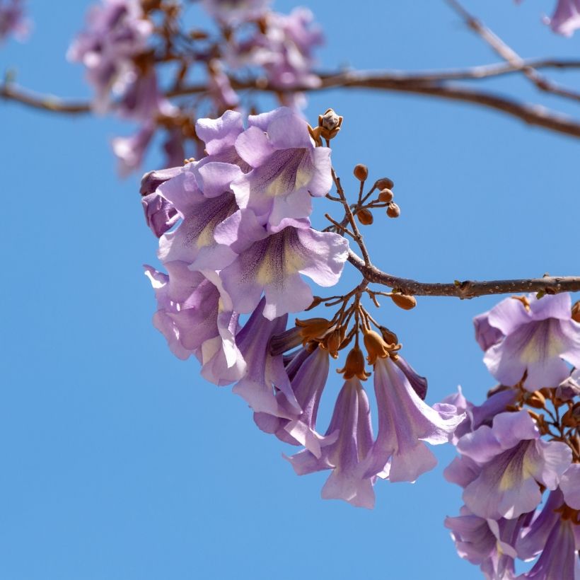 Paulownia tomentosa (zaad) - Anna Paulownaboom (Bloei)