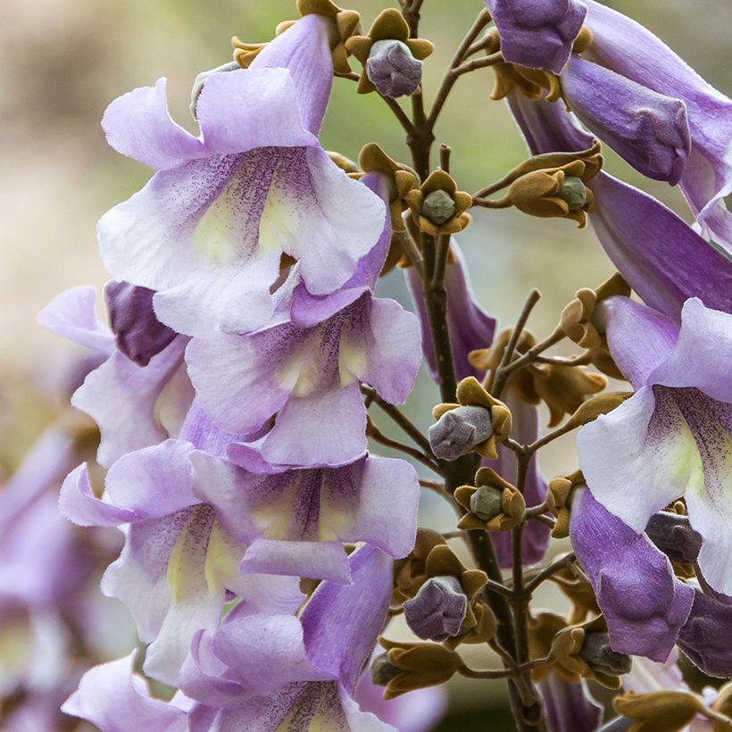 Paulownia tomentosa Hulsdonk - Anna Paulownaboom (Bloei)