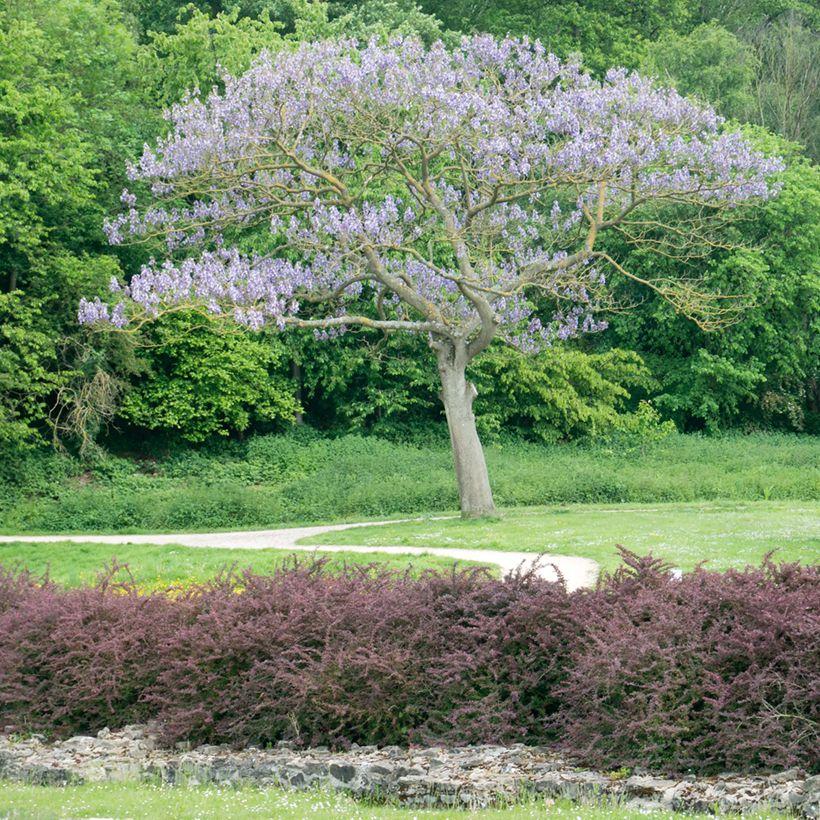 Paulownia tomentosa Hulsdonk - Anna Paulownaboom (Groeiplaats)