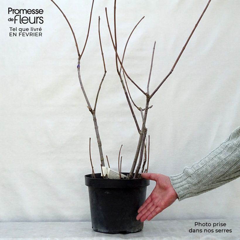 Example of Aesculus parviflora - Pavier blanc Pot van 2 l/3 l as you get in hiver