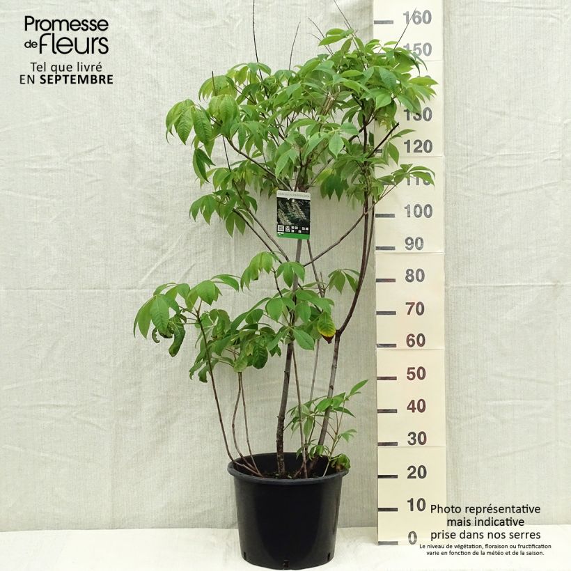 Exemplaar van Aesculus parviflora - Herfstpaardenkastanje Pot van 7,5 l/10 l zoals geleverd in de herfst