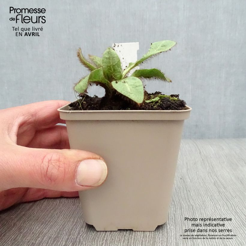 Exemplaar van Meconopsis betonicifolia - Blauwe klaproos Kweekpotje van 8/9 cm zoals geleverd in de lente