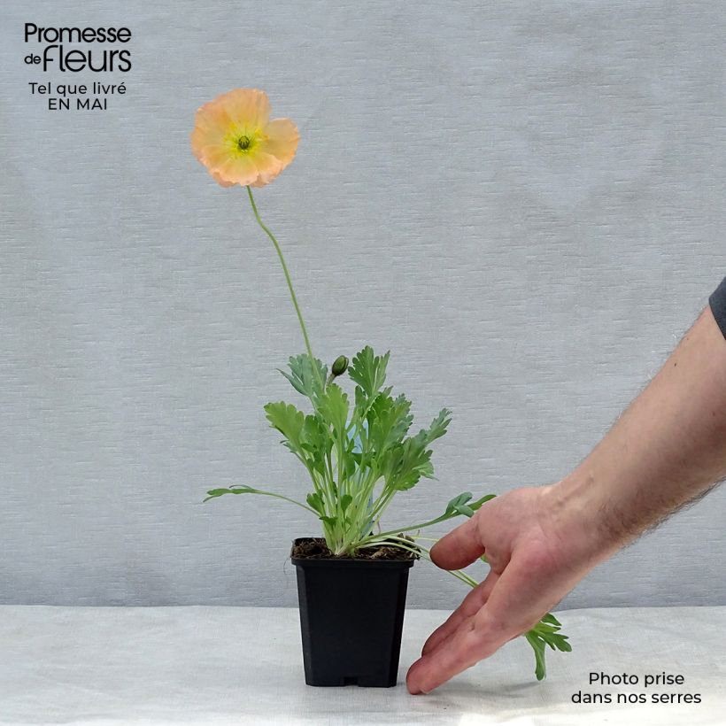 Exemplaar van Papaver nudicaule Gartenzwerg - IJslandse papaver Kweekpotje van 8/9 cm zoals geleverd in de lente
