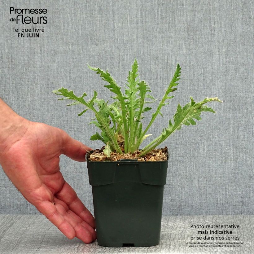 Exemplaar van Papaver nudicaule Gartenzwerg - IJslandse papaver Kweekpotje van 8/9 cm zoals geleverd in de zomer