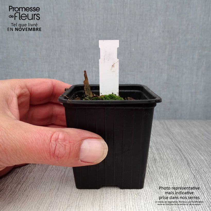 Exemplaar van Papaver orientale Clochard - Oosterse papaver Kweekpotje van 8/9 cm zoals geleverd in de herfst