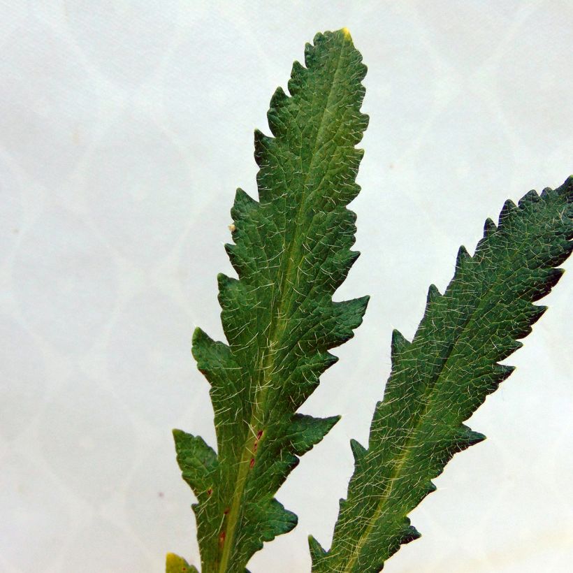 Papaver orientale Harvest Moon - Oosterse papaver (Foliage)