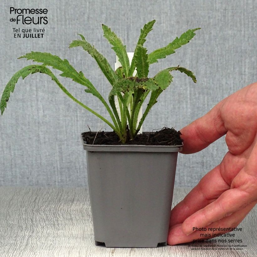 Exemplaar van Papaver orientale Harvest Moon - Oosterse papaver Kweekpotje van 8/9 cm zoals geleverd in de zomer